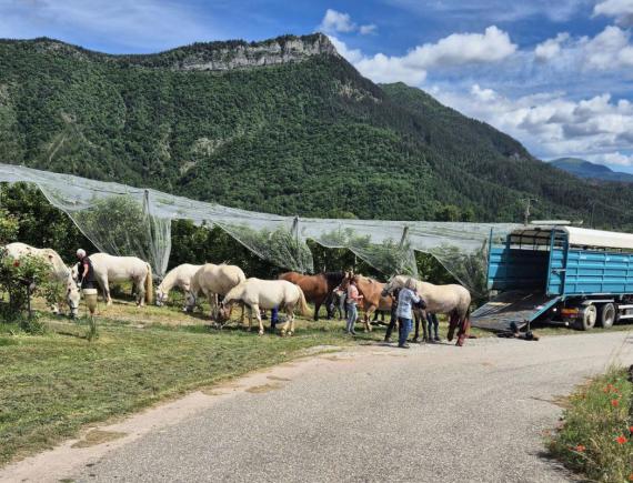 Randonnées à cheval